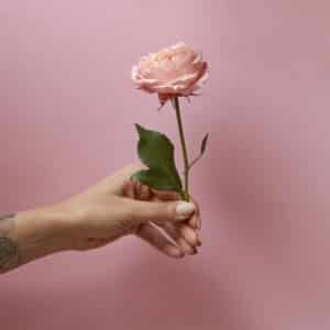 Rose with green leaves in the hand of a woman around a pink background with space for text. Present