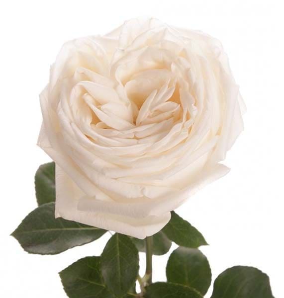 Роза "White O’Hara"